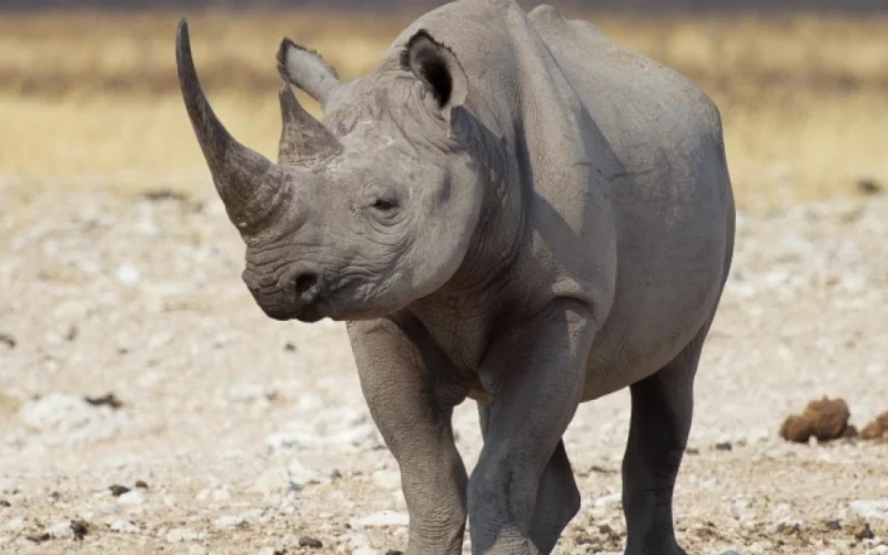 هل انقرض وحيد القرن 2023