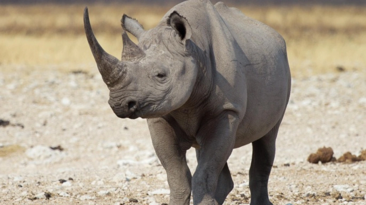 هل انقرض وحيد القرن 2023