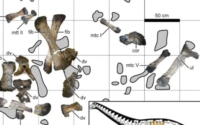 “سيد الواحة المنسي”.. ديناصور عاش قبل 75 مليون سنة في جنوب مصر . الجمال نيوز