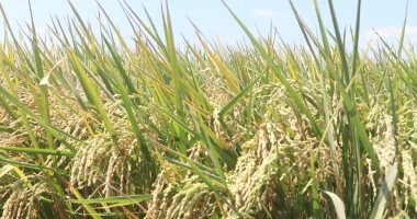أخبار سياسية – روسيا تفرض حظرا على تصدير الأرز حتى نهاية العام الجاري