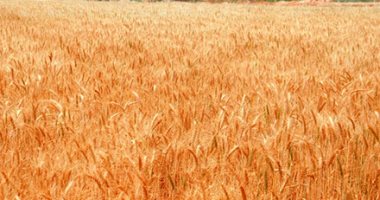 أخبار سياسية – 900 مليون دولار خسائر الأرجنتين فى إنتاج القمح بسبب الجفاف