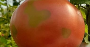 أخبار سياسية – صحيفة لاتينية: إصابة الطماطم فى الأرجنتين بفيروس خطير يثير القلق